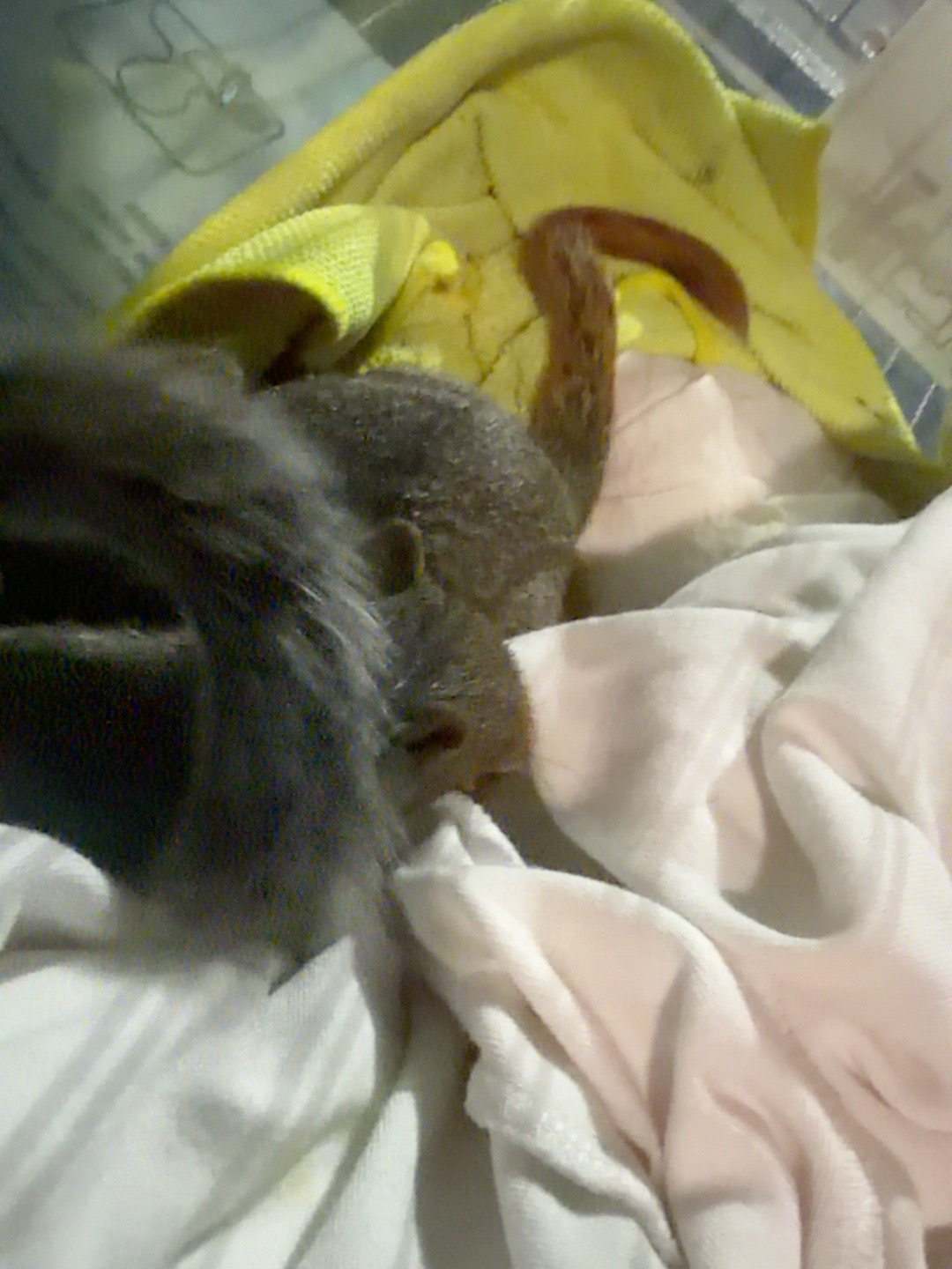 Young squirrel in rehabilitation care
